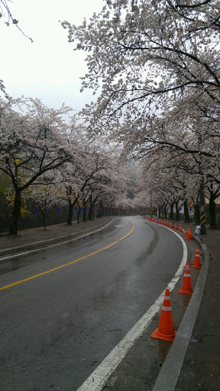 청풍면 벚꽃 축제 이미지 2