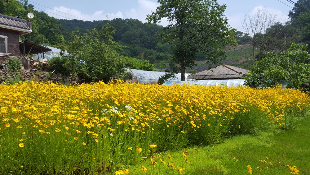 서곡리 마을 꽃밭조성 이미지 1
