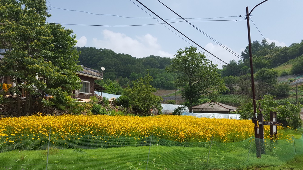 서곡리 마을 꽃밭조성 이미지 3