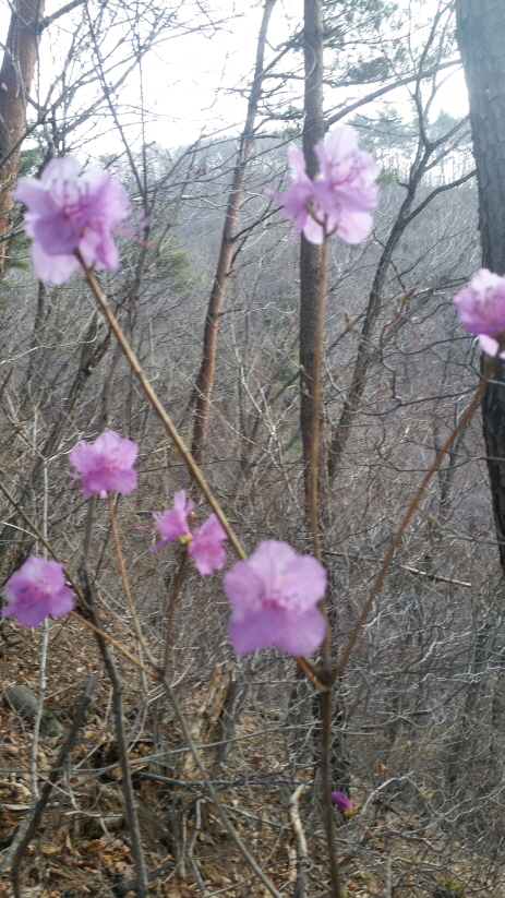 용두산의 봄 1 이미지 2