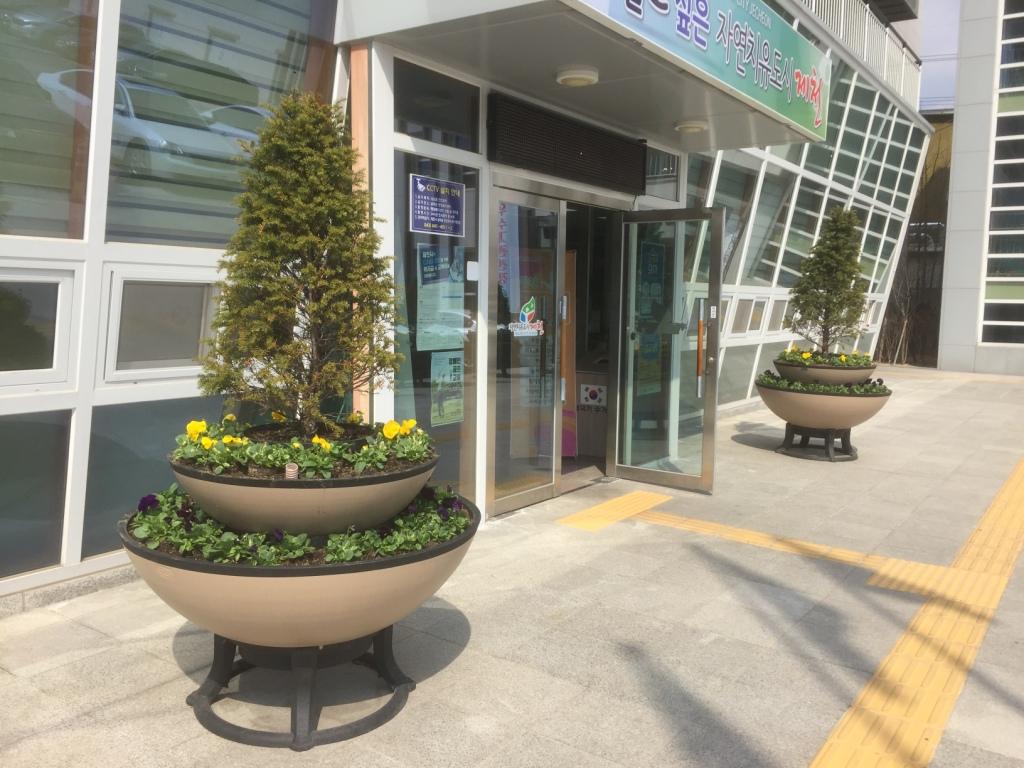 용두동행정복지센터 앞 봄꽃모 식재 이미지 2