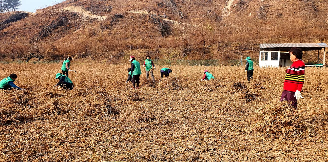 신백동 새마을부녀회 농가 일손돕기 참여 이미지 2