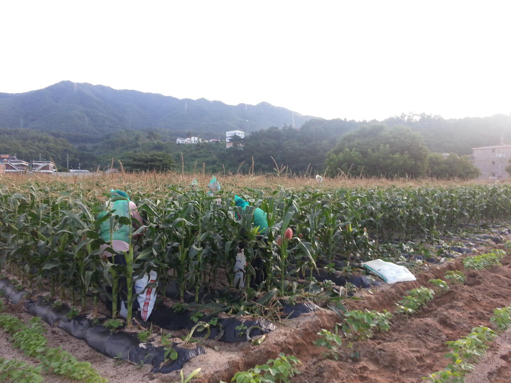 2016.7.15 새마을 부녀회 옥수수 수확 작업 이미지 1