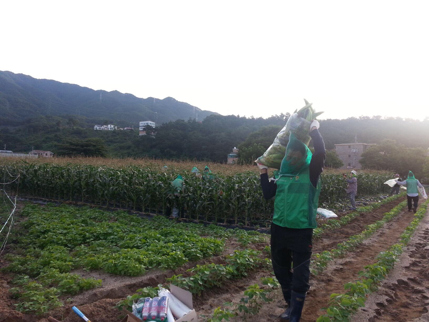 2016.7.15 새마을 부녀회 옥수수 수확 작업 이미지 2